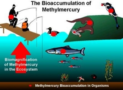 The Bioaccumulation of Methylmercury