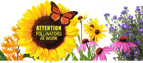 hero-attn-pollinator