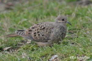 Morning Dove