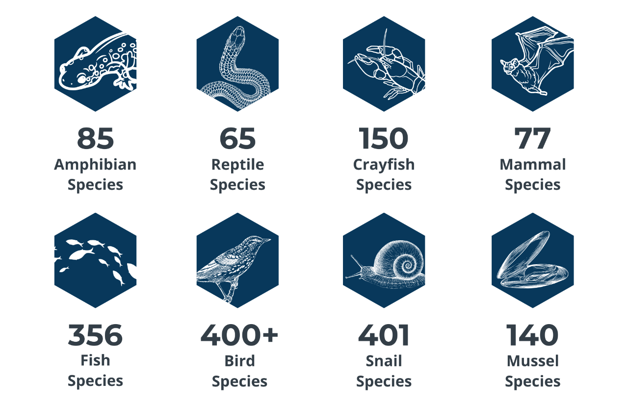 Tennessee's Biodiversity Tennessee wildlife species and counts, see page text for details.