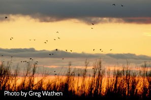 Tennessee’s Remarkable Biodiversity