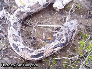 State Action Plan Targeted Specie