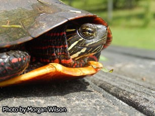 State Action Plan Targeted Specie