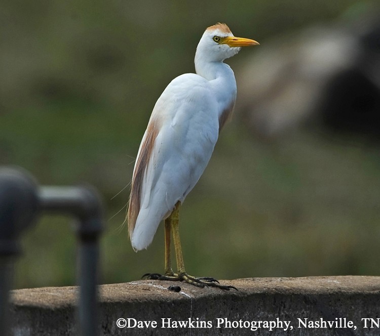 Cattle Egret, Bubulcus ibis, Breeding plumage. Photo Credit: Dave Hawkins