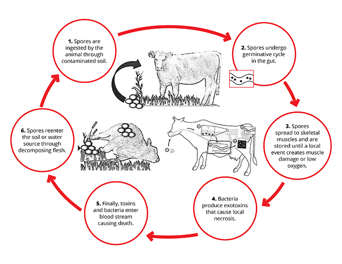 Figure 1: Blackleg cycle Figure 1: Blackleg cycle