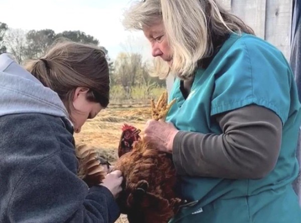 National Poultry Improvement Plan