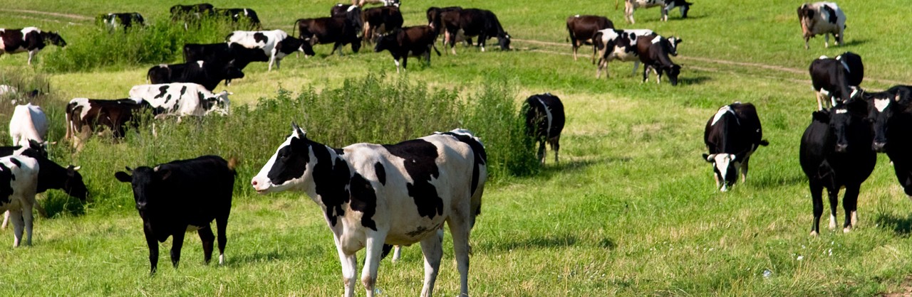 AgBusAnimals