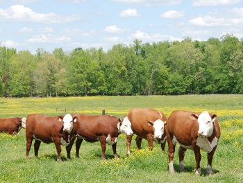 Animal Health