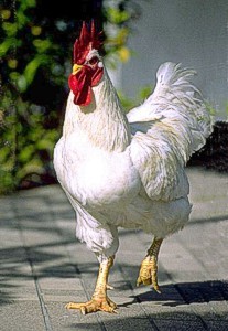 AgBusBirdflu AgBusBirdflu