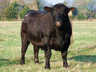 AgBusTrichBull AgBusTrichBull