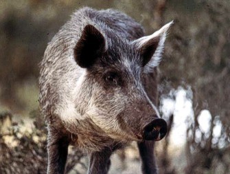 AgBusWildswine