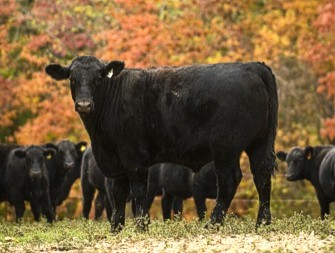 AgBusLivestockRegs