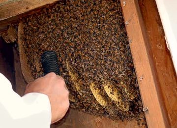 Bees in a Wall
