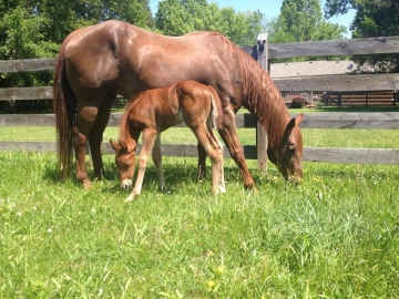 Corinne's Horses