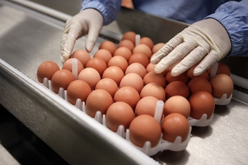 Egg Inspection Egg inspector at work