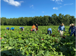 Picture of actual inspection of farm crew harvesting produce