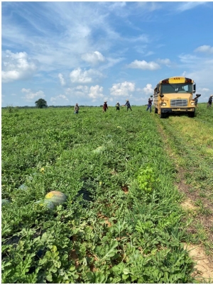 Picture of actual inspection of farm crew harvesting produce - watermelon