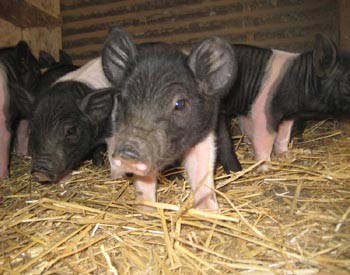 pig pig