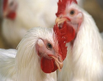 poultry poultry