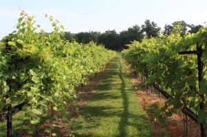 Grape Photo 2 Grape Photo 2