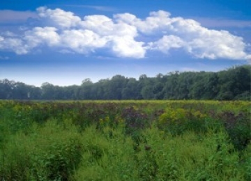 Ten Acre Meadow