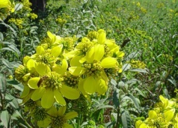 Yellow wingstem Yellow Wingstem