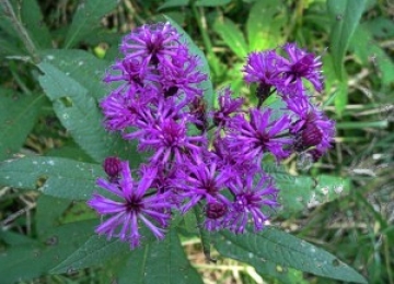 Purple Ironweed Purple Ironweed