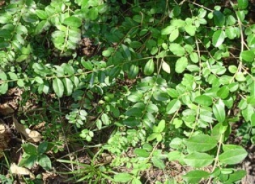 Chinese privet hedge