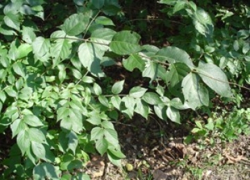 Bush honeysuckle
