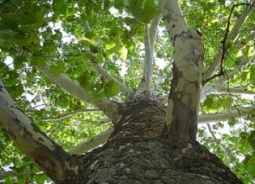Sycamore Tree