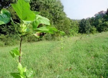 Poplar seedling
