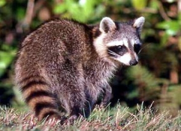 Raccoon