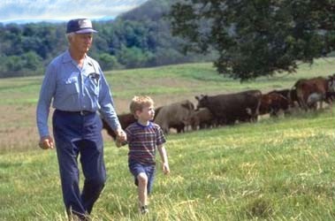 AgFarFLSuccession Older man and a young child holding hands and walking through a field with cows huddled together in the background