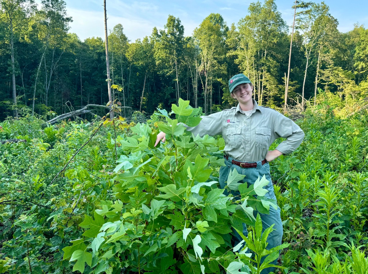 A smiling Tennessee Division of Forestry staffer in a tan uniform shirt and green TN Department of Agriculture / Forestry cap stands in chest-high regrowth on a clearcut, resting one hand on a vigorous young oak sapling with broad green leaves. Mature hardwoods line the edge of the cut in the background under a partly cloudy sky.