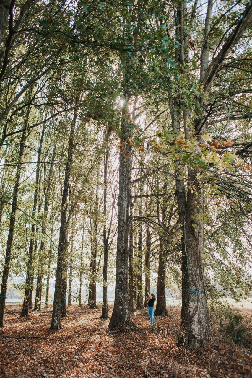 tfa_treenursery2024-260_websize Sunlit autumn forest with tall, slender trees and a ground covered in fallen leaves in warm tones of brown and orange. A person, seen from behind, wearing a dark top and light blue jeans, is taking a photo with a smartphone near a tree trunk wrapped with a bright blue ribbon.