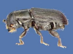 Southern Pine Beetle 3 Southern Pine Beetle 3
