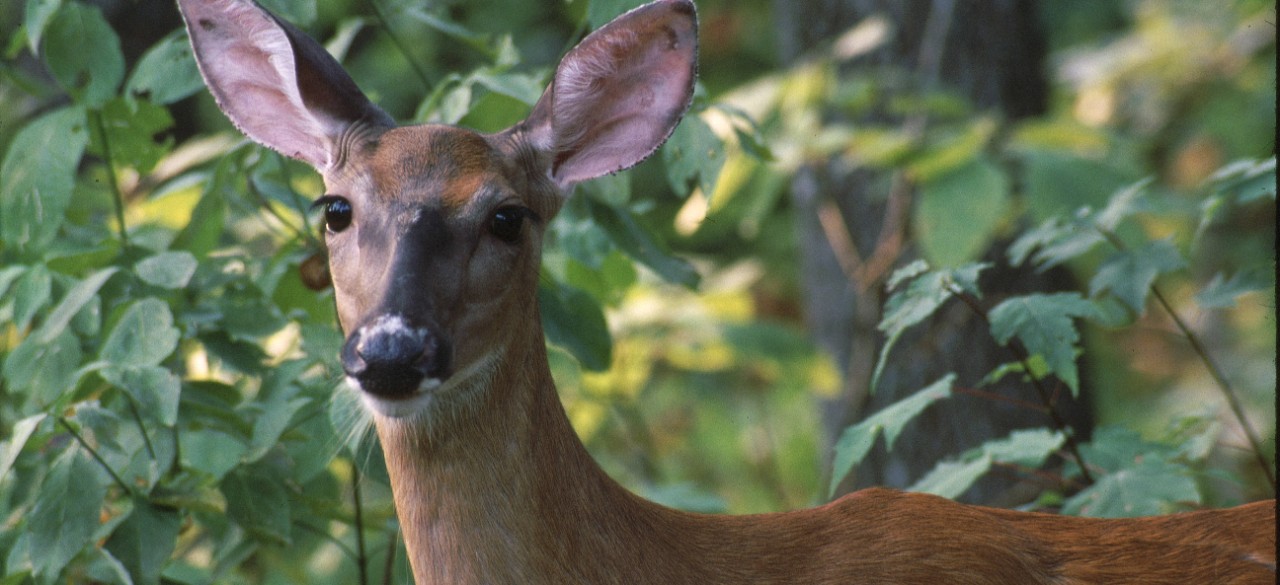 deer White-tailed Deer standing in a lush, green forest. The deer is looking directly at the viewer with alert, dark eyes and upright ears.