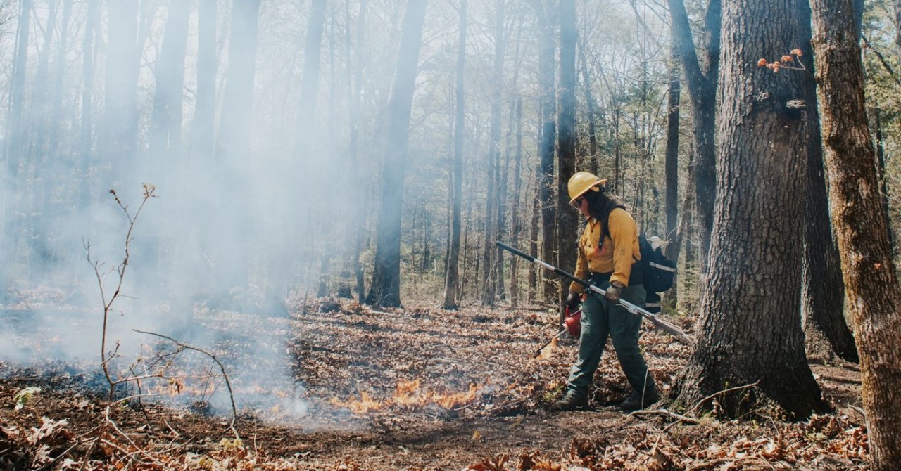 Scene of a controlled burn in a deciduous forest. A person wearing a yellow hard hat, fire-resistant yellow shirt, dark pants, and a backpack operates a red drip torch, applying fire to dry leaf litter on the forest floor.