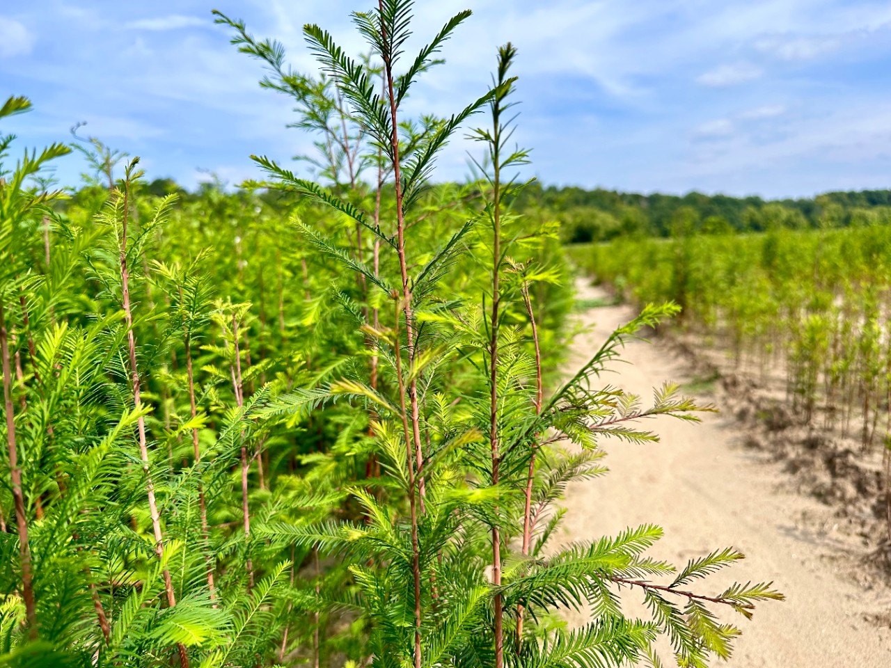IMG_1176 A field of year-old baldcypress seedlings grows in rows at the East Tennessee Nursery