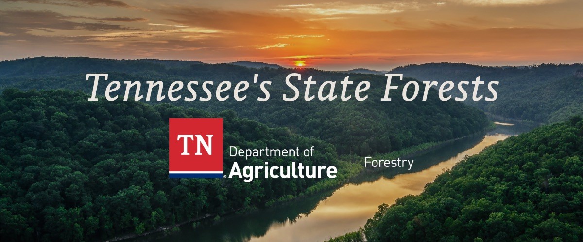 Forestry Landing Page Banner Forestry Landing Page Banner