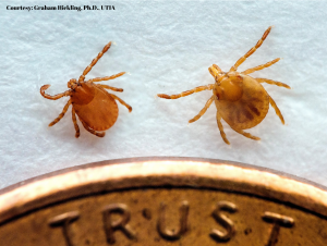 Asian Longhorned Tick Asian Longhorned Tick