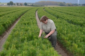 Division of Forestry East Tennessee Nursery Reforestation Unit Leader Gina Sowders Division of Forestry East Tennessee Nursery Reforestation Unit Leader Gina Sowders