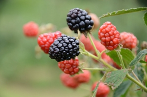 blackberries blackberries