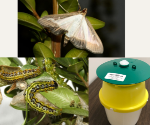 Box Tree Moth