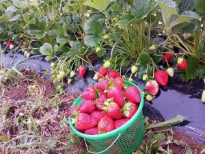 Myers Brothers Strawberry Farm Myers Brothers Strawberry Farm