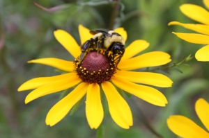 Blackeyed Susan and Bee Blackeyed Susan and Bee