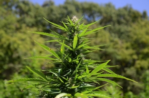 Hemp Plant in Tennessee