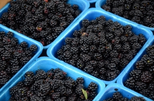 blackberries blackberries