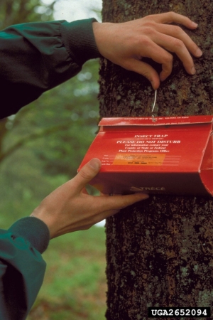 Delta Trap for Gypsy Moth Delta Trap for Gypsy Moth