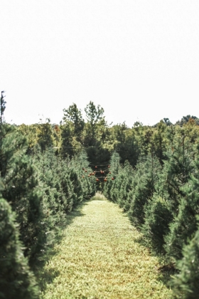 Pinewood Christmas Tree Farm